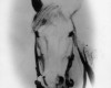My Family History - Photo Gallery