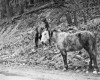 Photo Gallery - Family History Page - 095.jpg