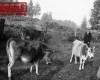 Photo Gallery - Family History Page - 101.jpg
