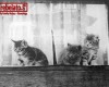 Photo Gallery - Family History Page - 104.jpg