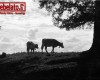 Photo Gallery - Family History Page - 114.jpg