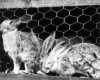 Photo Gallery - Family History Page - 129.jpg