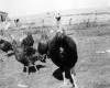 Photo Gallery - Family History Page - 183.jpg
