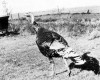 Photo Gallery - Family History Page - 184.jpg