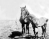 Photo Gallery - Family History Page - 190.jpg