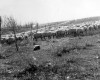 Photo Gallery - Family History Page - 193.jpg